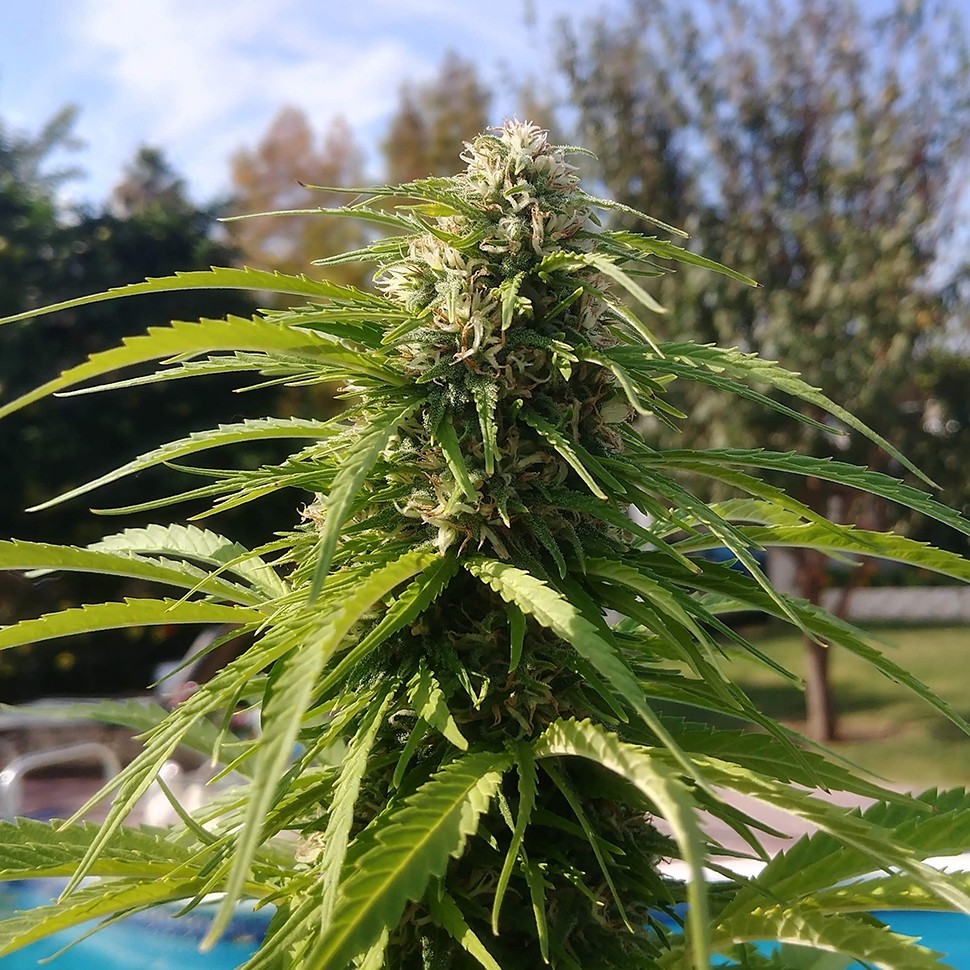 заказать семена конопли Auto Super Bud feminised