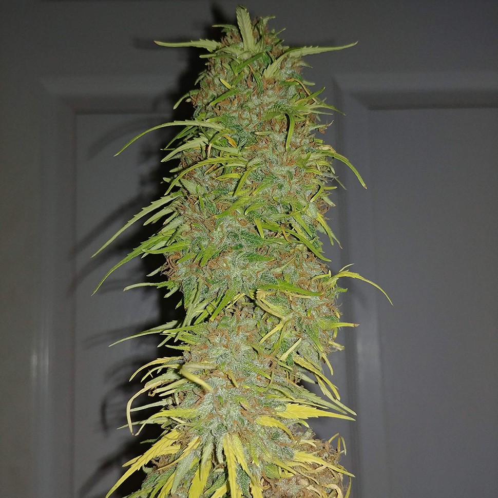 заказ семян конопли Auto Super Bud feminised