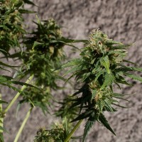 Hash Passion regular Ganja Seeds
