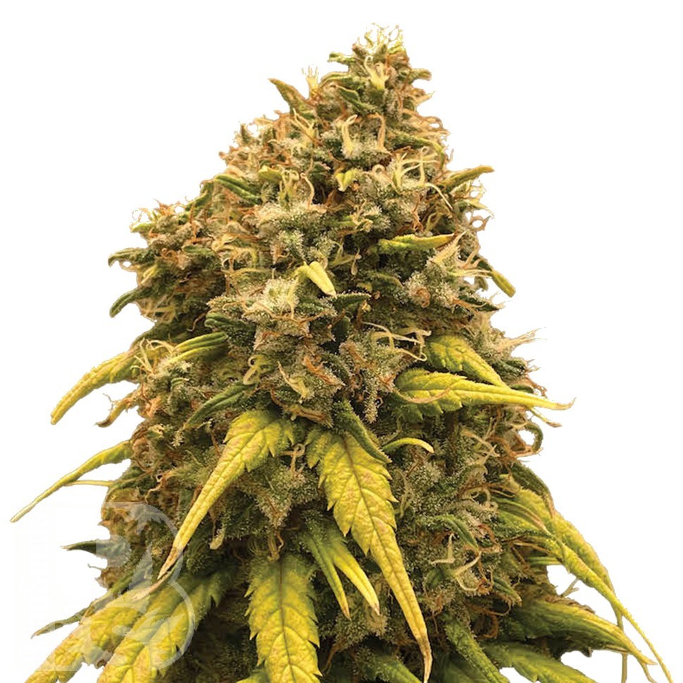 Семена  Hash Passion regular Ganja Seeds
