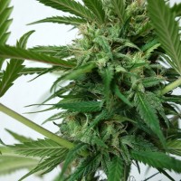 New York Diesel feminised Neuro Seeds