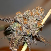 Seemango feminised Victory Seeds