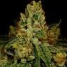 Семена конопли  Cookies Kush feminised Ganja Seeds