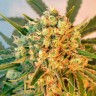 Семена конопли  Top Skunk 44 x AK 47 feminised Ganja Seeds