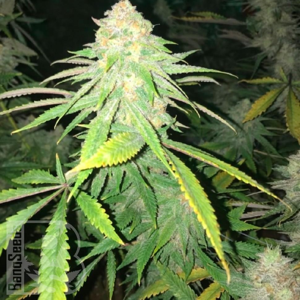 Семена конопли  Top Skunk 44 x AK 47 feminised Ganja Seeds