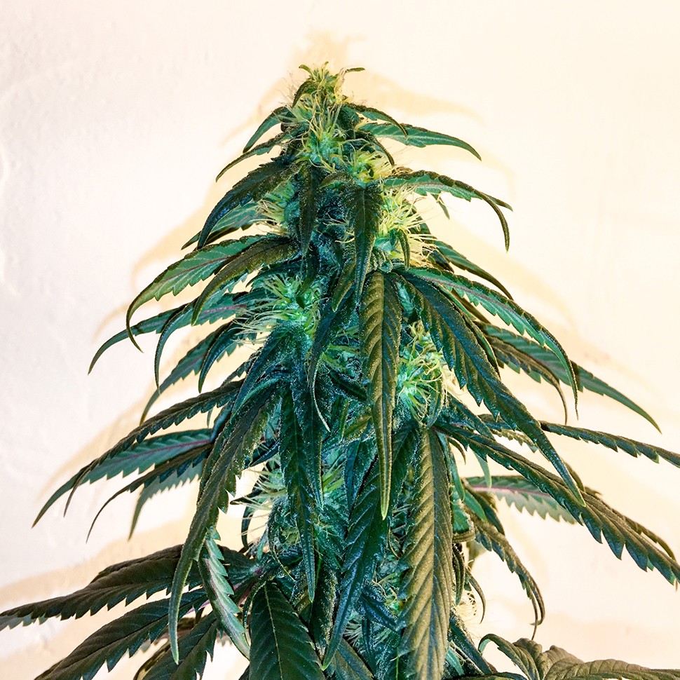 Семена марихуаны  Mama Mia regular Ganja Seeds