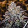 Семена марихуаны  Mama Mia regular Ganja Seeds
