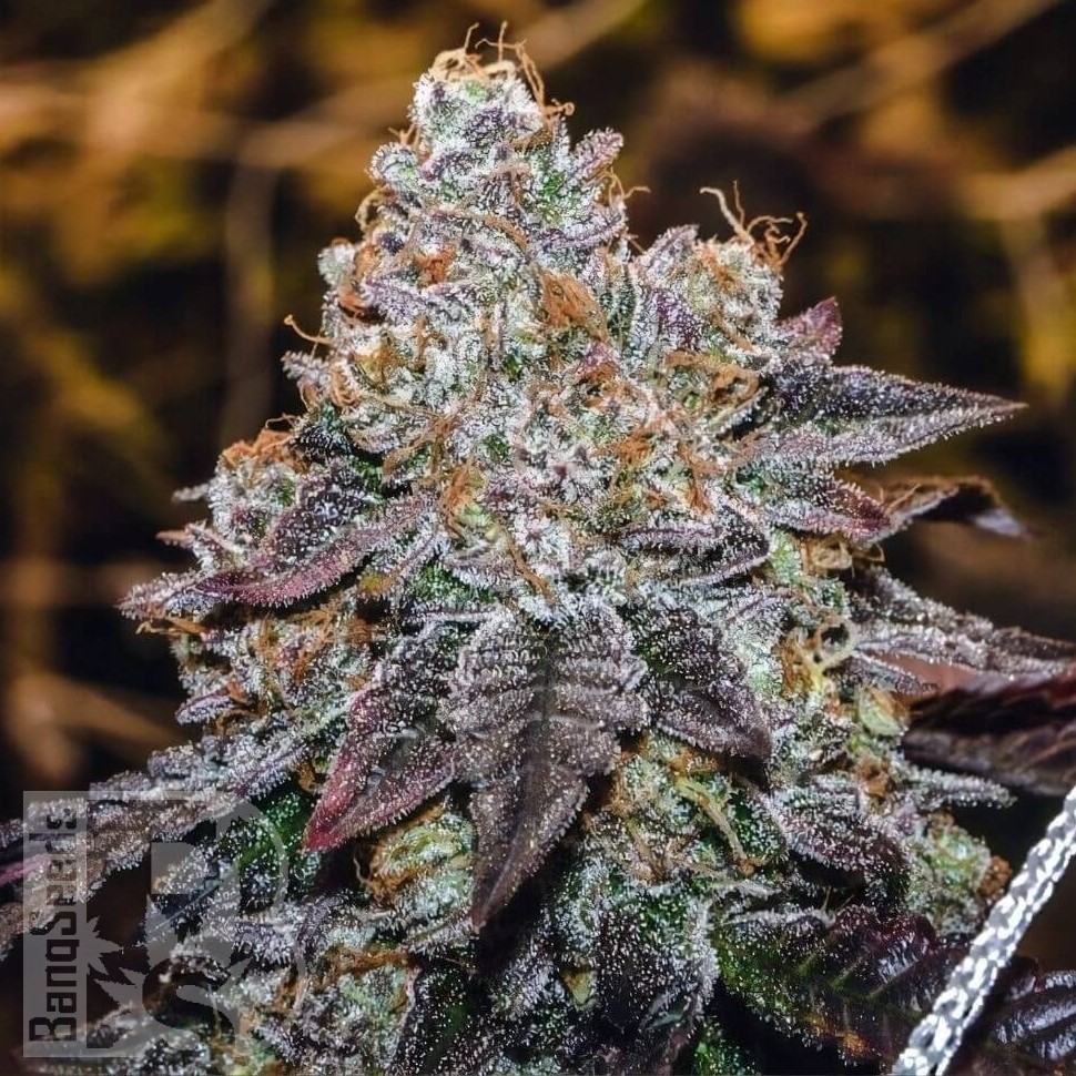 Семена марихуаны  Mama Mia regular Ganja Seeds