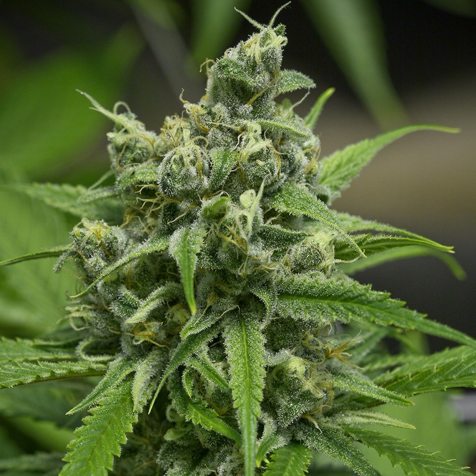 Семена  Auto Haze Gom feminised Ganja Seeds