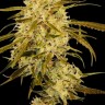 Семена  Auto Haze Gom feminised Ganja Seeds
