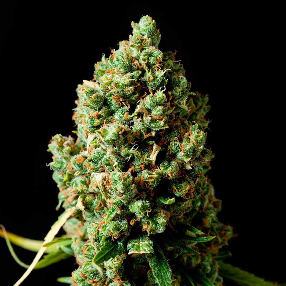 Семена конопли  Critical Kush feminised Ganja Seeds