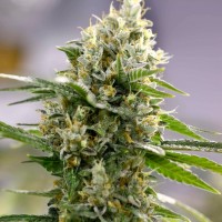 Auto Easy Bud feminised Ganja Seeds