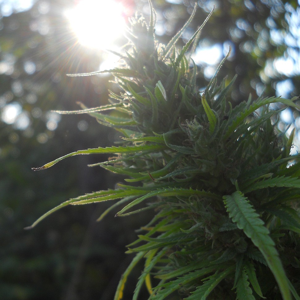 Семена ганжа  Auto Heaven feminised Ganja Seeds