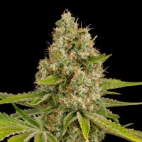 Annex feminised GanjaVIP Seeds