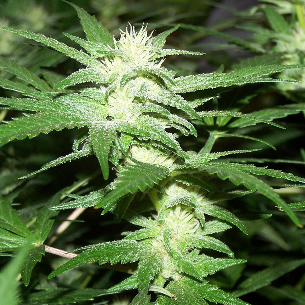 Семена марихуаны  Phoenix feminised Neuro Seeds