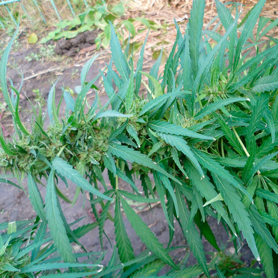 Семена конопли оптом Durban Poison feminised Ganja Seeds