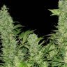 Семена ганжа  Warlock feminised Ganja Seeds