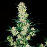 заказать семена конопли Auto AK 49 regular