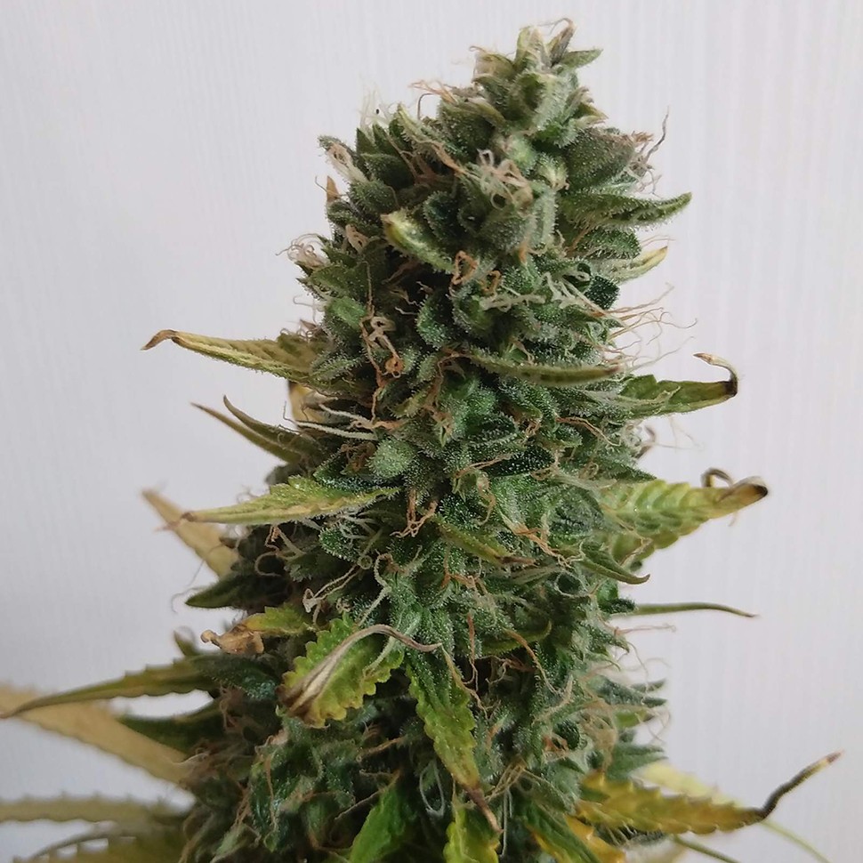 Семена ганжа  Lowgold regular Ganja Seeds