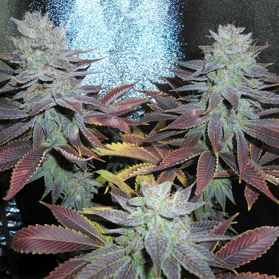 купить урожайные семена конопли  Auto Lavender feminised