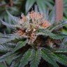 купить качественные семена конопли  Auto Lavender feminised