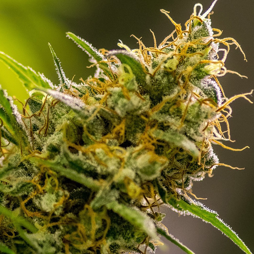 Семена  Silver Haze feminised Neuro Seeds