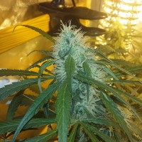 Ultra Power Plant feminised Victory Seeds