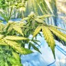 Flowershell Bomb feminised Ganja Seeds