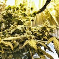 Flowershell Bomb feminised Ganja Seeds