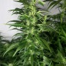 купить урожайные семена конопли Afghan Haze feminised