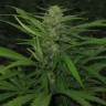купить мощные семена конопли Afghan Haze feminised