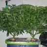 купить семена конопли недорого Afghan Haze feminised