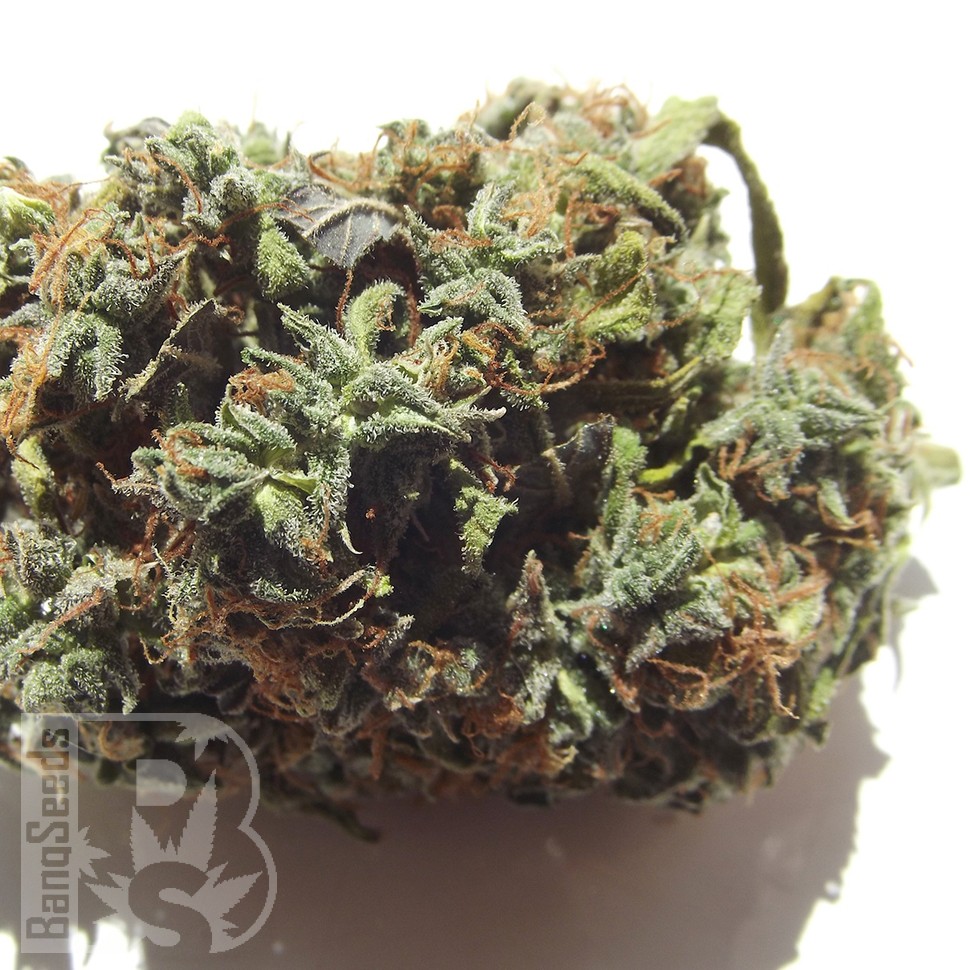 Семена марихуаны  White Blueberry Pie feminised Ganja Seeds