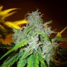 Семена марихуаны  White Blueberry Pie feminised Ganja Seeds
