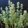 Семена марихуаны  White Gum feminised Ganja Seeds