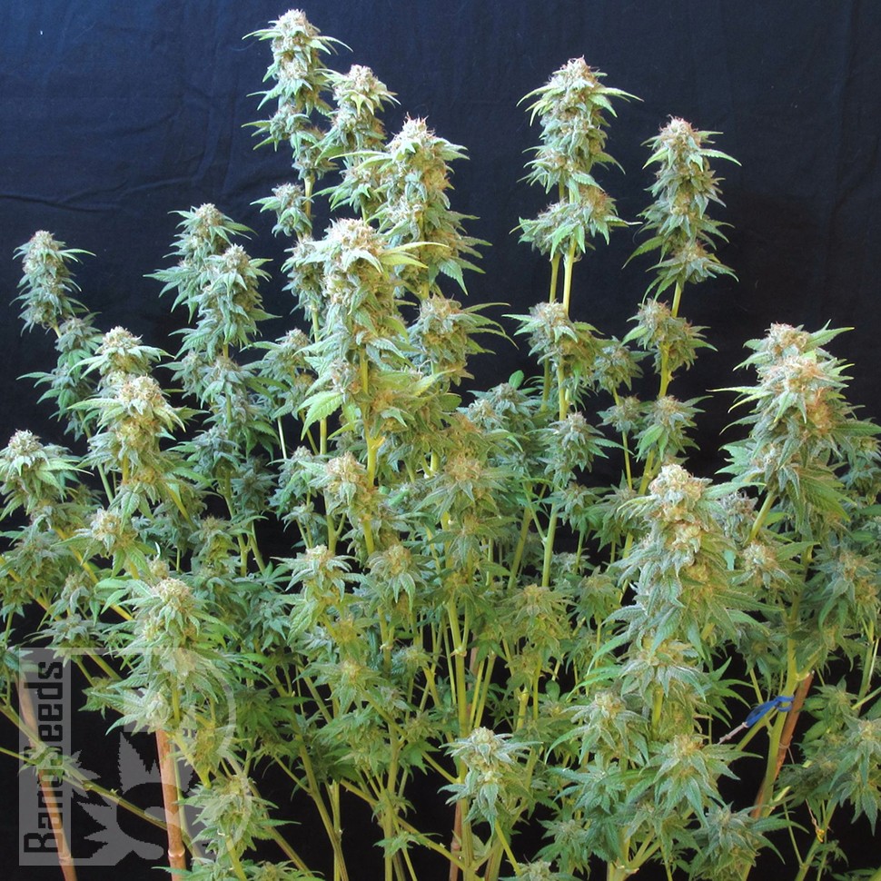 Семена марихуаны  White Gum feminised Ganja Seeds