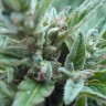 Семена марихуаны  White Gum feminised Ganja Seeds