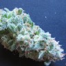 Семена марихуаны  White Gum feminised Ganja Seeds