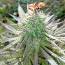 Семена марихуаны  White Gum feminised Ganja Seeds