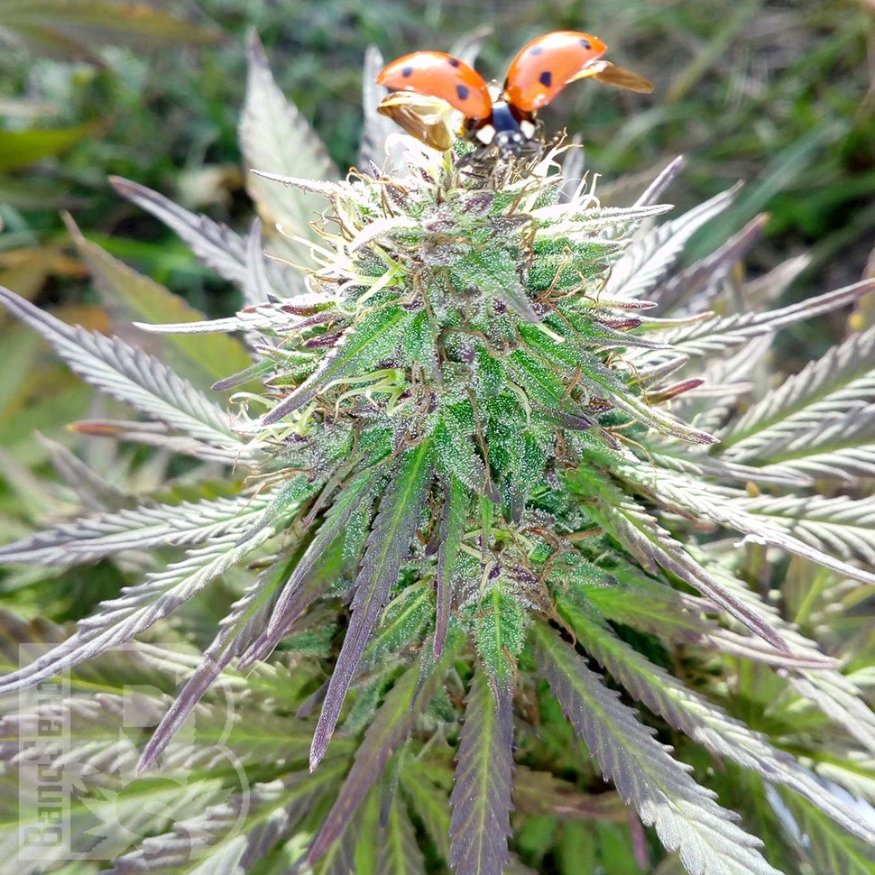 Семена марихуаны  White Gum feminised Ganja Seeds