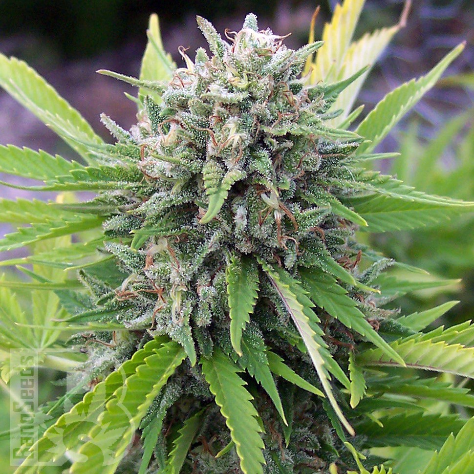 Семена марихуаны  White Gum feminised Ganja Seeds