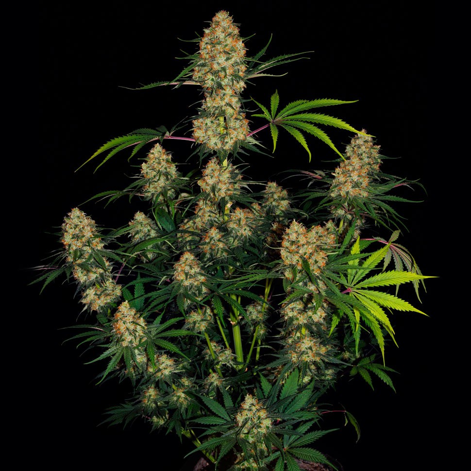 Семена  Auto Hindu Kush feminised Ganja Seeds