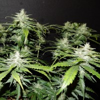 Stress Brake feminised Neuro Seeds