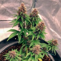 Auto Black Opium feminised Ganja Seeds
