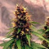 Семена  Auto Black Opium feminised Ganja Seeds