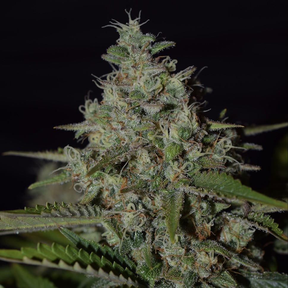 Семена марихуаны  Super Skunk feminised Neuro Seeds