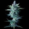 Семена конопли  Astana City feminised Bang Seeds
