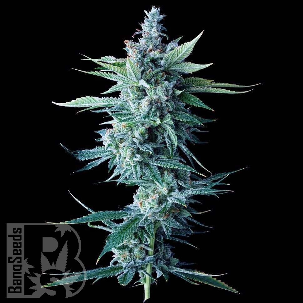 Семена конопли  Astana City feminised Bang Seeds