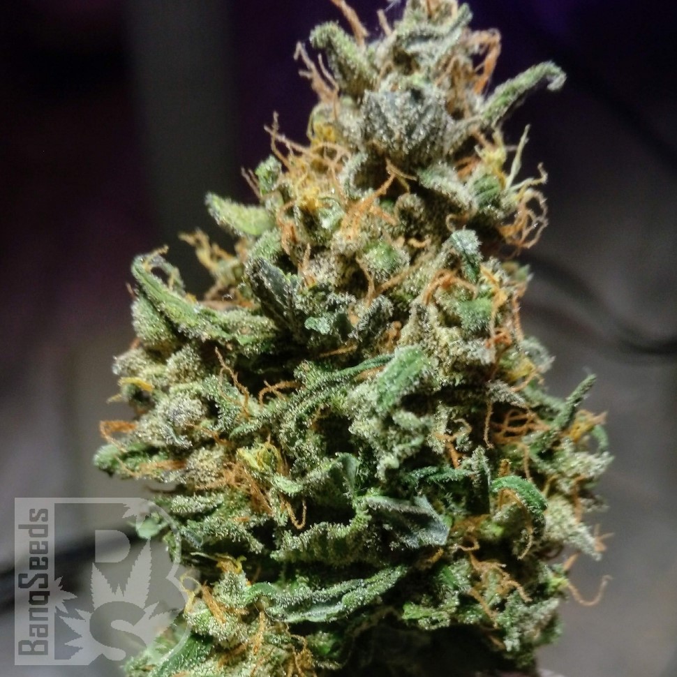Семена конопли  Astana City feminised Bang Seeds