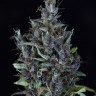 Семена конопли  Astana City feminised Bang Seeds